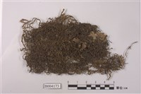 藏品(日本光萼蘚)的圖片